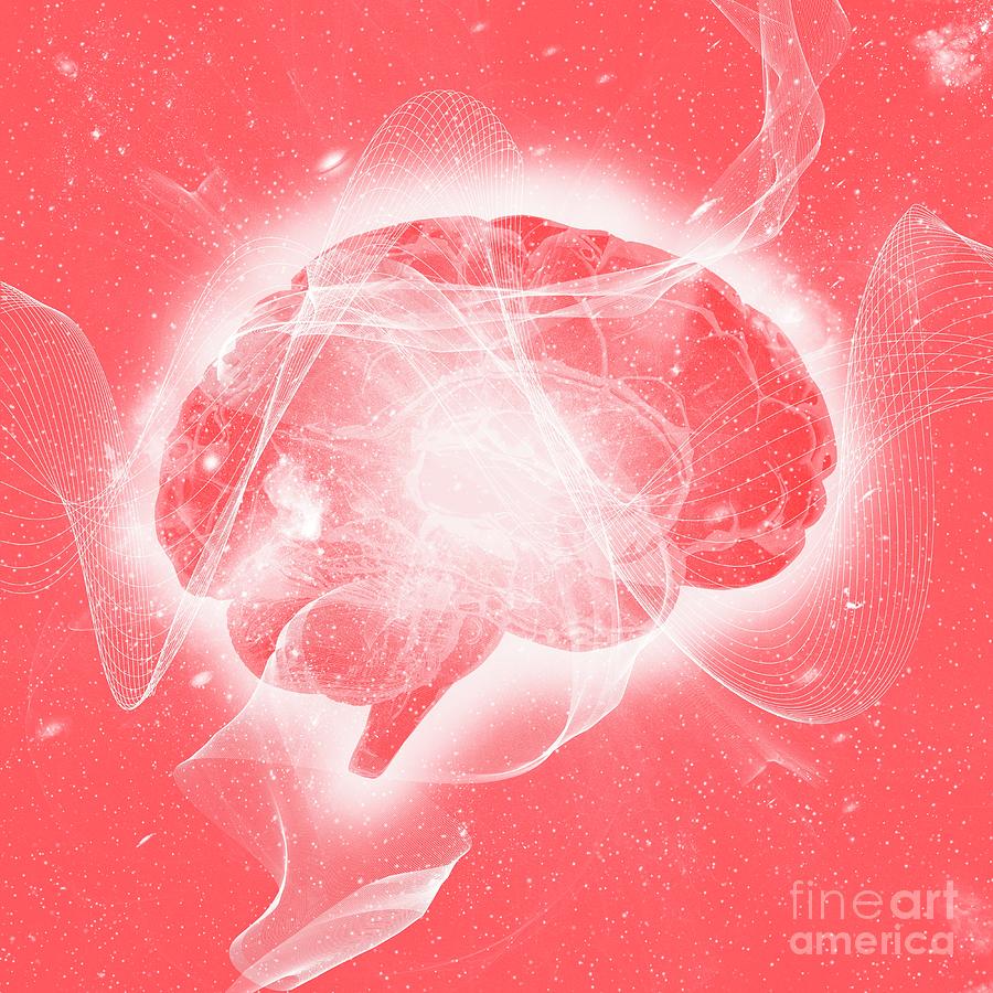 Human Brain Photograph By Mehau Kulyk Science Photo Library Fine Art America