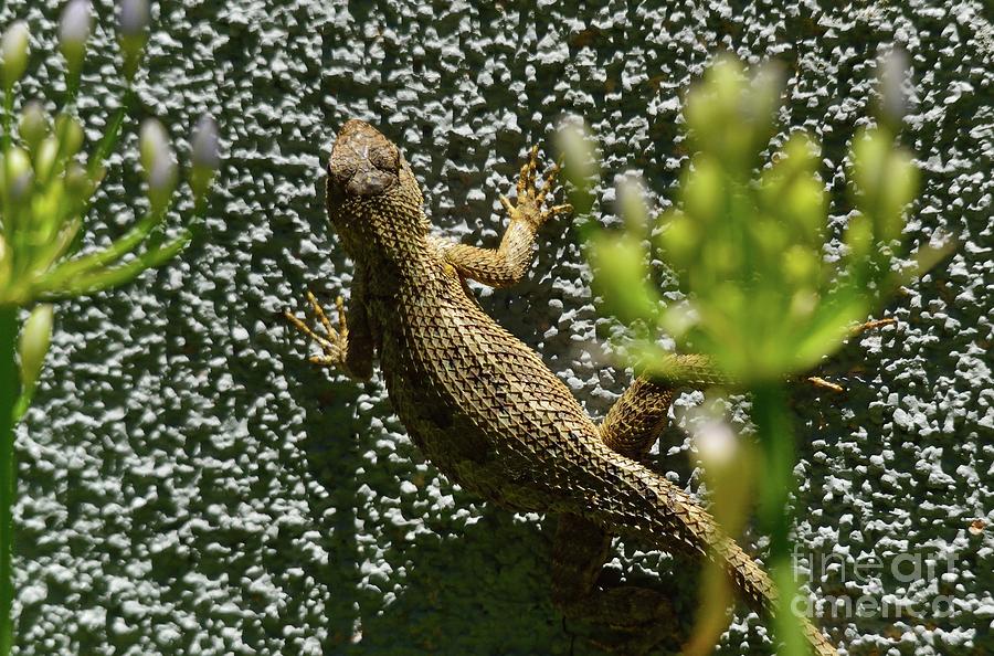 Lizard #27 Photograph by Marc Bittan