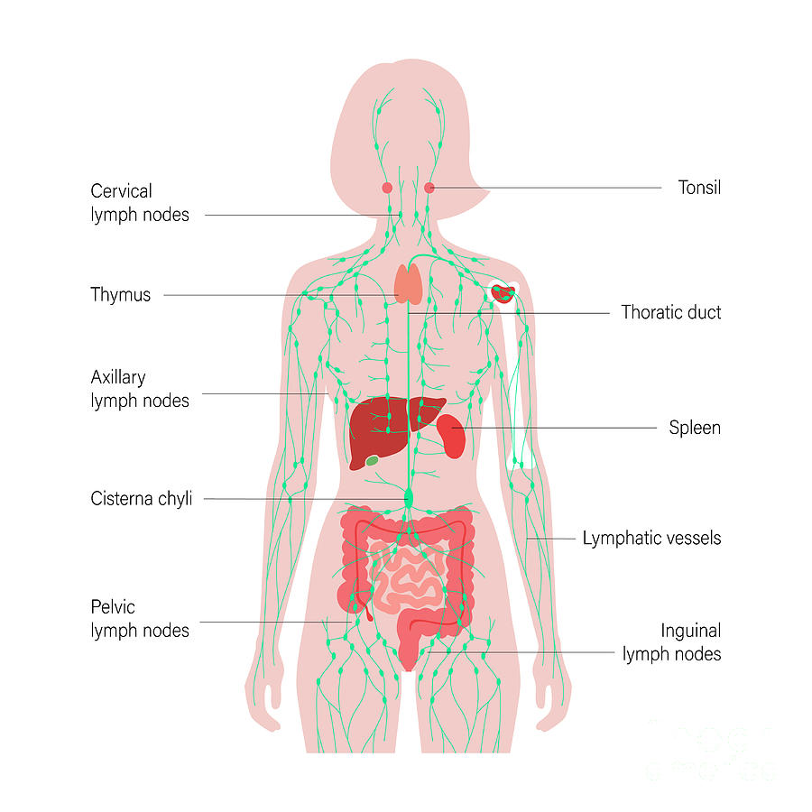 immune system labeled