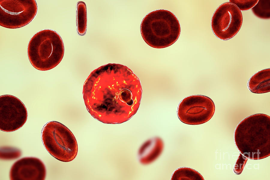 Plasmodium Malariae Inside Red Blood Cell #27 Photograph by Kateryna Kon/science Photo Library