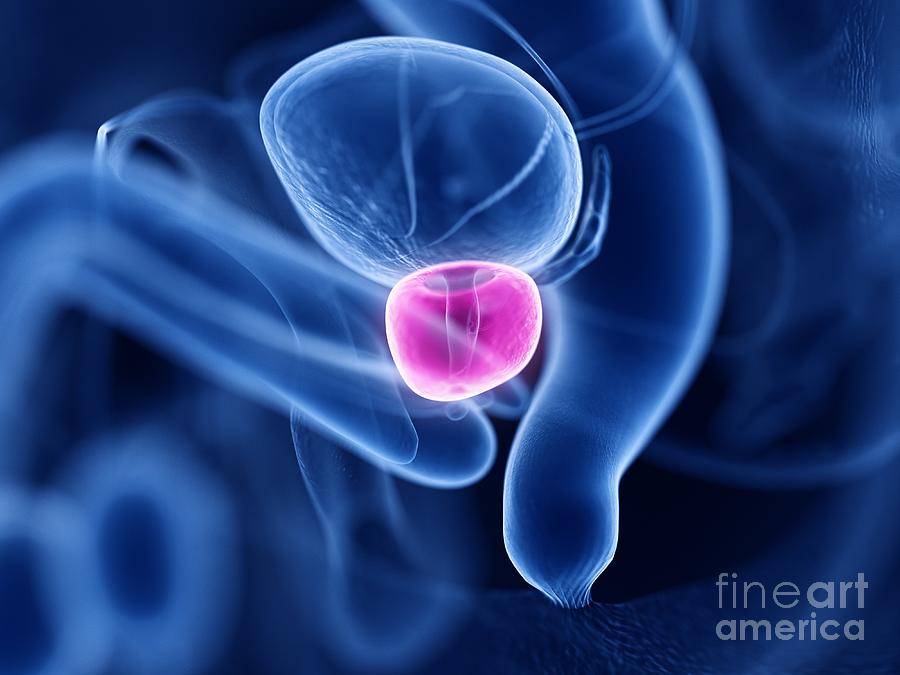Prostate #27 Photograph by Sebastian Kaulitzki/science Photo Library