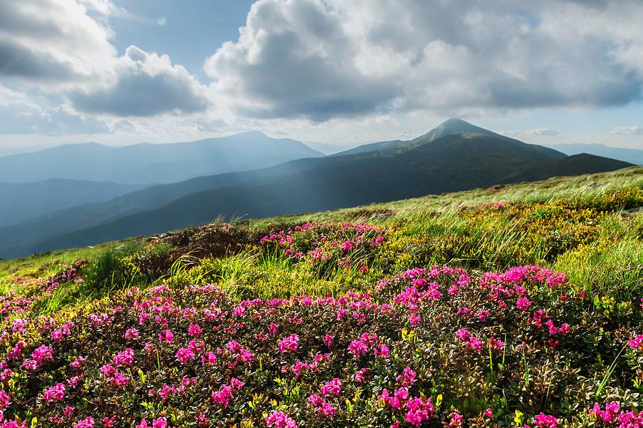 Summer Photograph - Rhododendron Flowers Covered Mountains #27 by Ivan Kmit