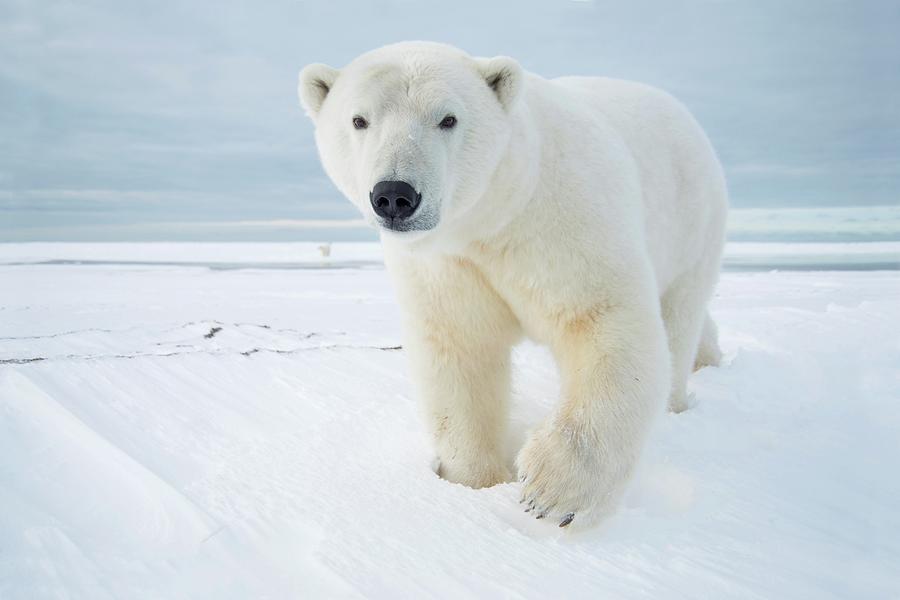 Usa, Alaska, Beaufort Sea, Bernard Photograph by Steven Kazlowski ...