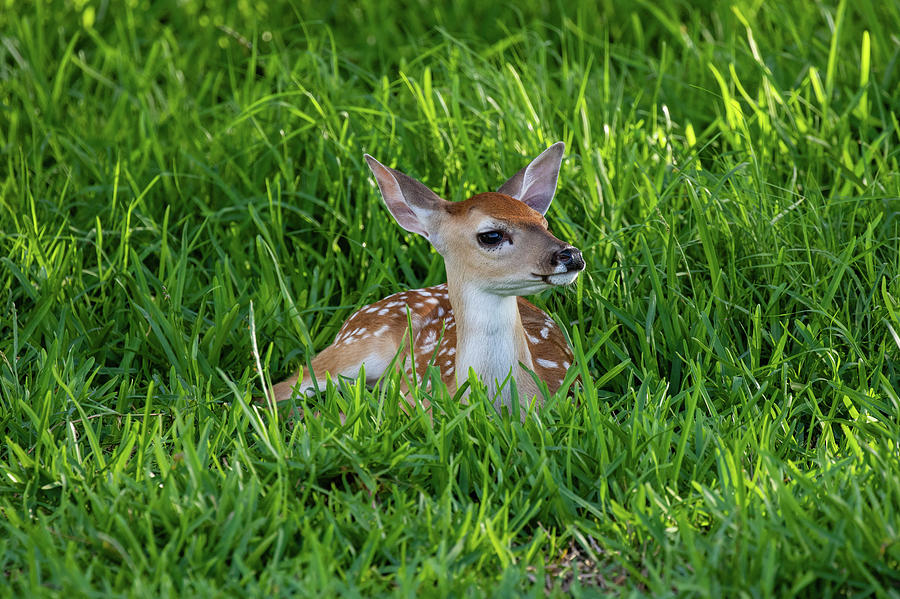 White-tailed Deer (odocoileus Photograph by Larry Ditto - Fine Art America