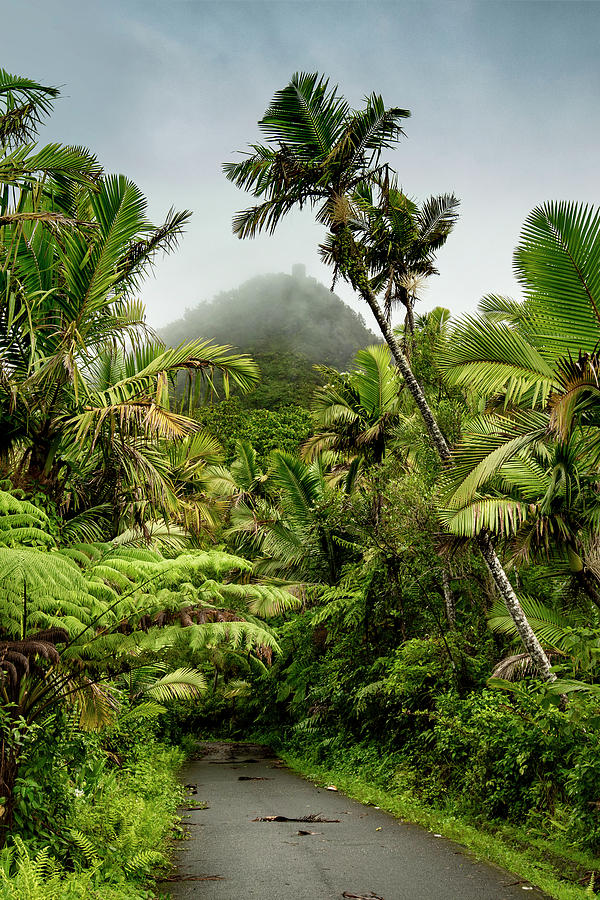 Yunque Natl Forest, Puerto Rico #27 Digital Art by Claudia Uripos