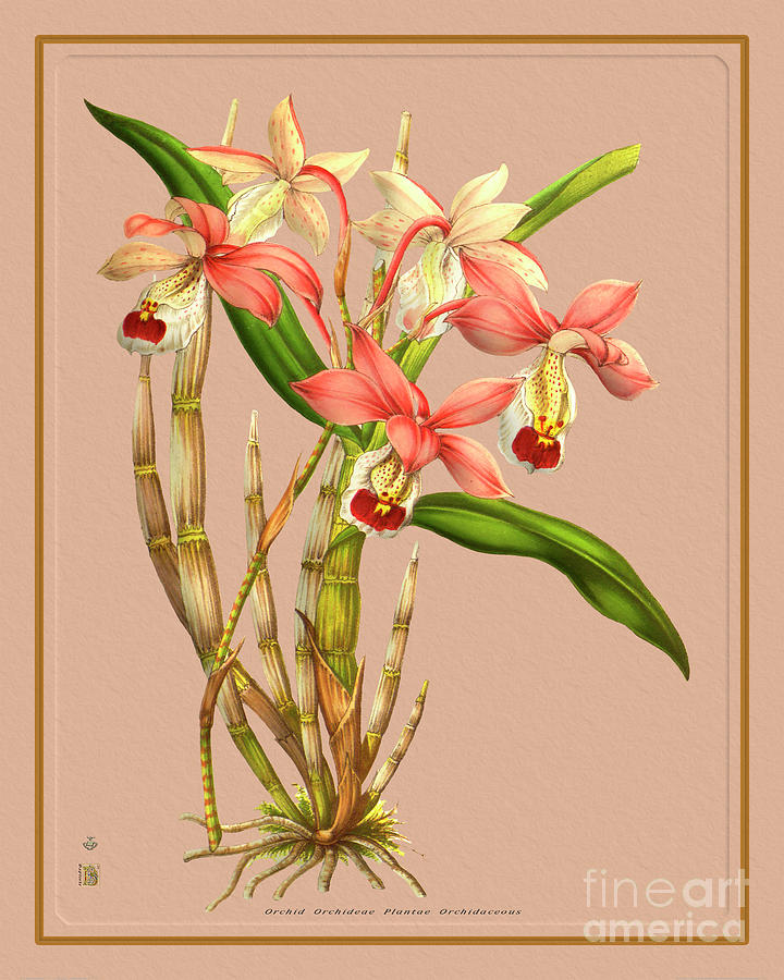Orchid Flower Orchideae Plantae Painting