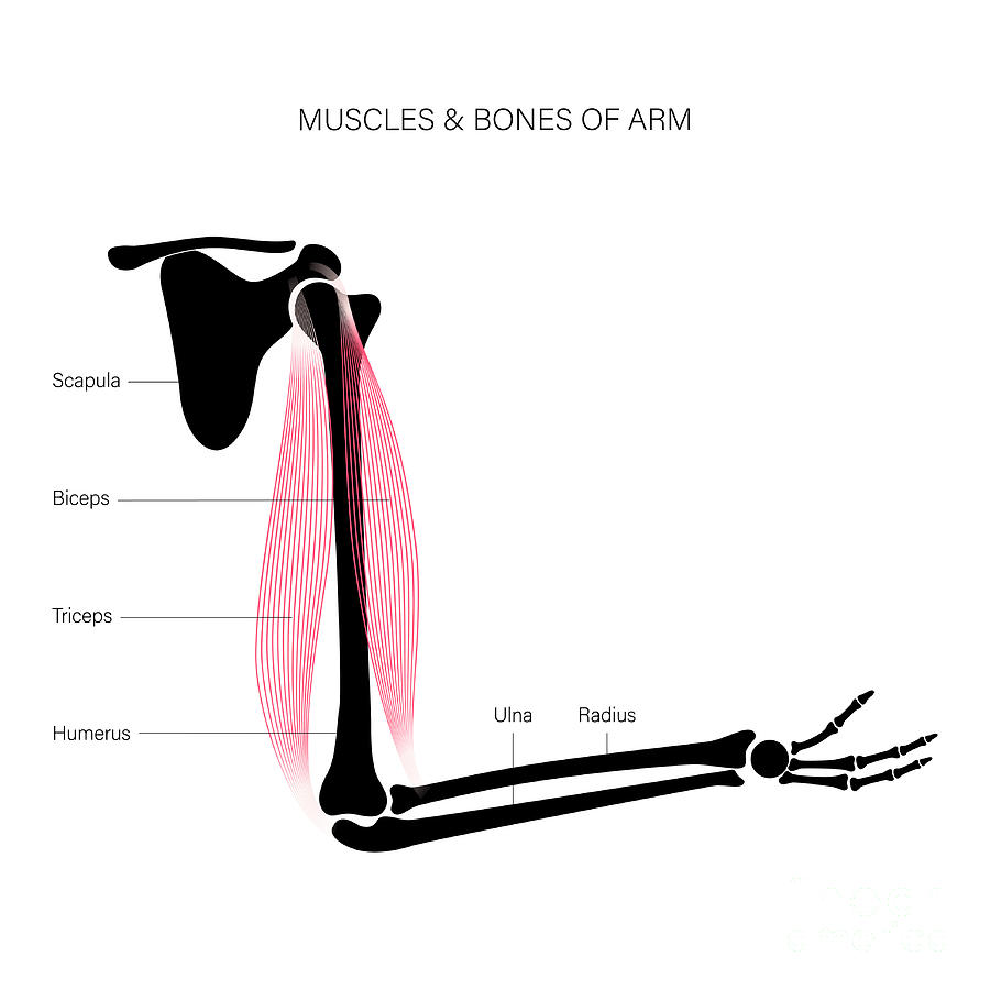 Arm Anatomy #28 by Pikovit / Science Photo Library