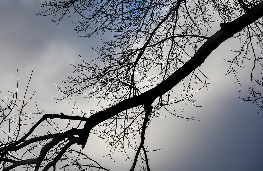 Branches and Clouds #28 Photograph by Robert Ullmann