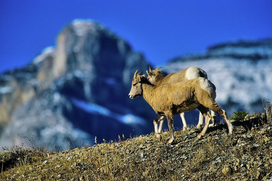 Canada, Alberta, Rocky Mountains #28 Photograph by Don White Canada, Alberta, Rocky Mountains #28 Photograph by Don White
