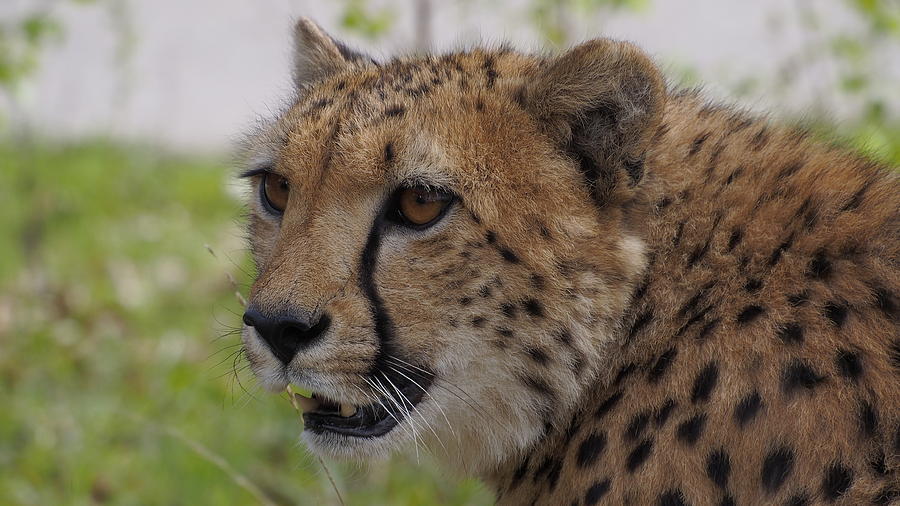 Cheetah by Eye to Eye Xperience Cheetah by Eye to Eye Xperience