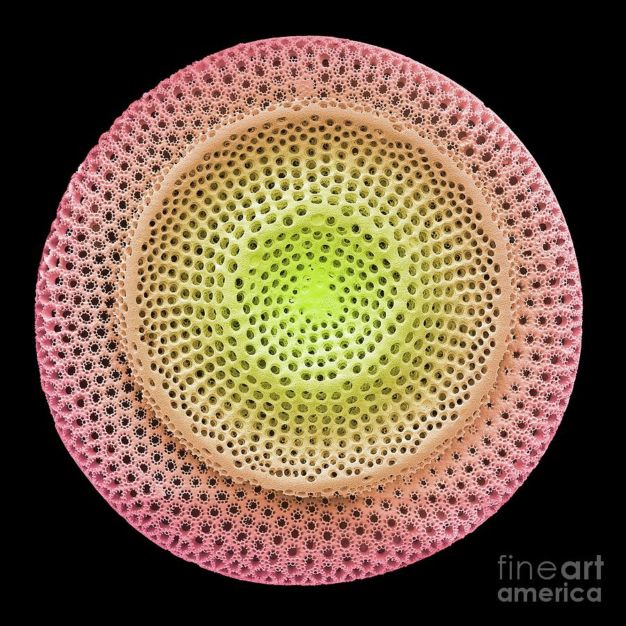 Nature Photograph - Diatom #28 by Steve Gschmeissner/science Photo Library
