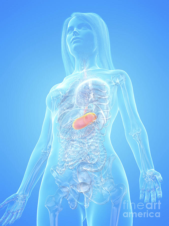 Human Stomach Photograph by Sebastian Kaulitzki/science Photo Library