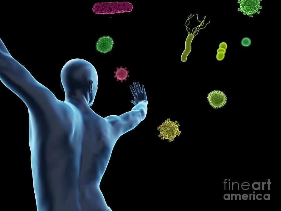 Immune System Photograph By Sebastian Kaulitzki Science Photo Library