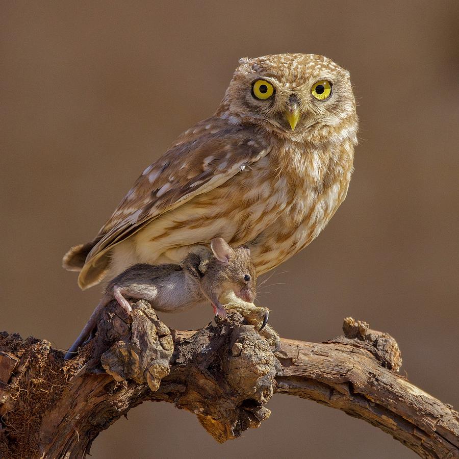 Little Owl #28 Photograph by David Manusevich