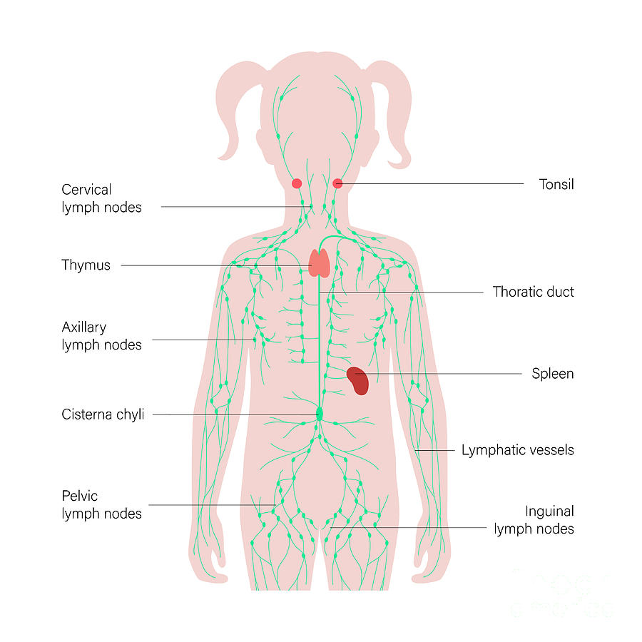 Lymphatic System Photograph By Pikovit Science Photo Library Fine