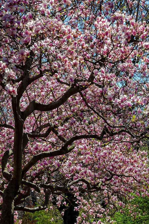 Magnolia Trees #28 Photograph by Robert Ullmann