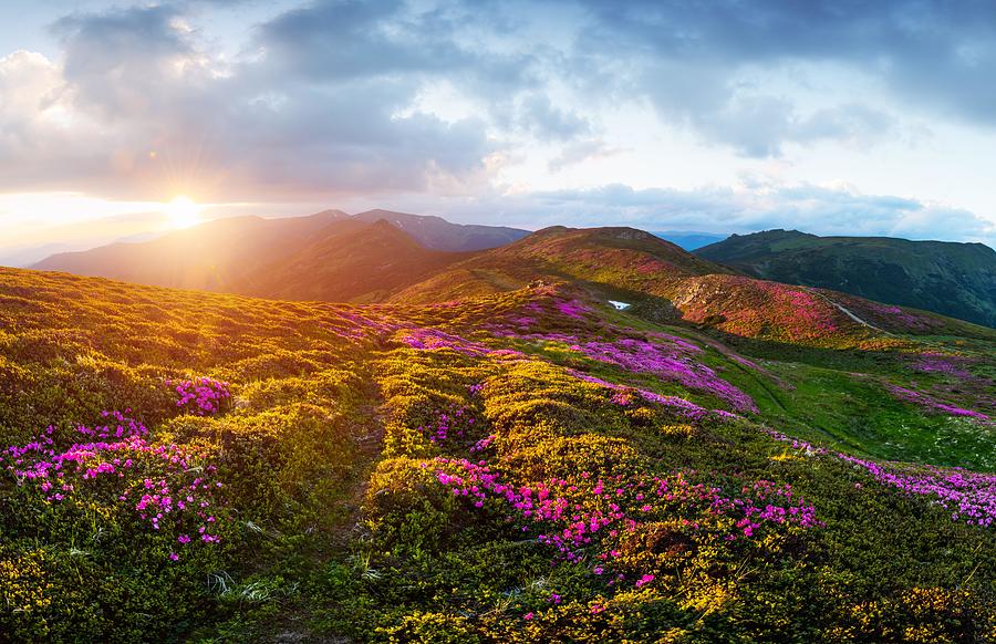 Summer Photograph - Rhododendron Flowers Covered Mountains #28 by Ivan Kmit