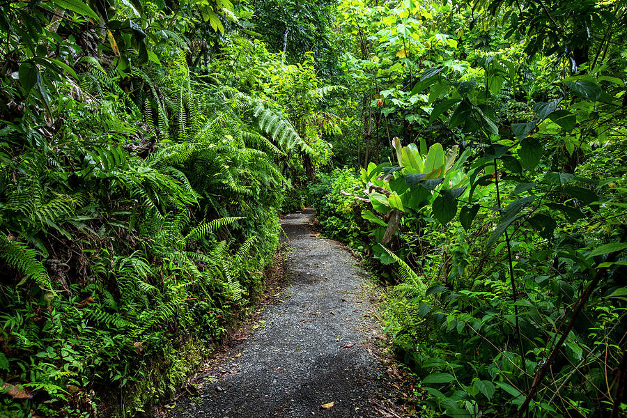 Yunque Natl Forest, Puerto Rico #28 Digital Art by Claudia Uripos