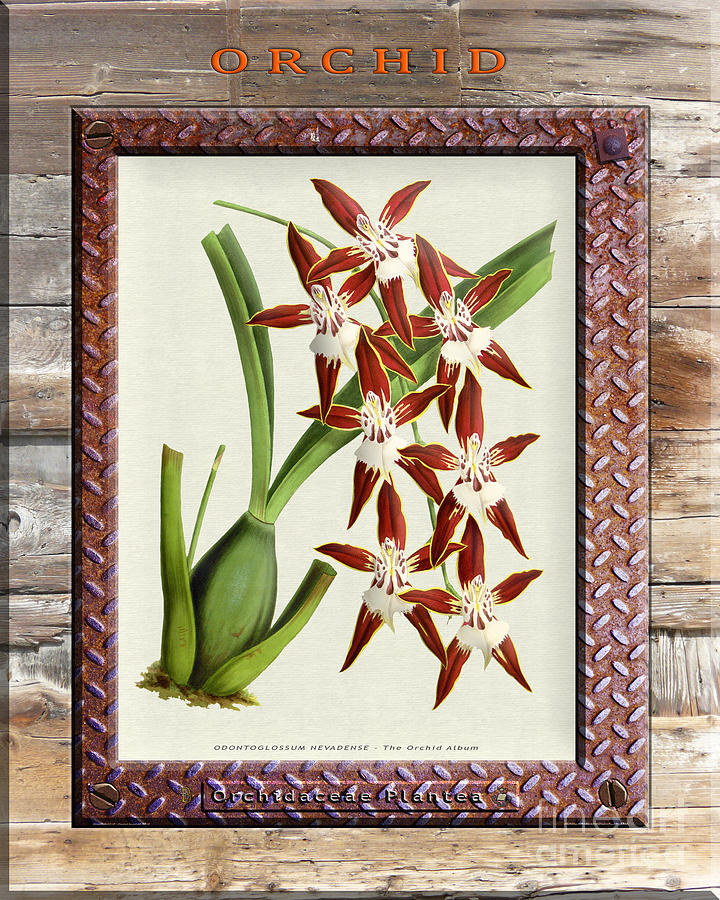 Orchid Framed On Weathered Plank And Rusty Metal Photograph