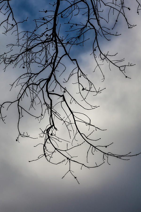 Branches and Clouds #29 Photograph by Robert Ullmann