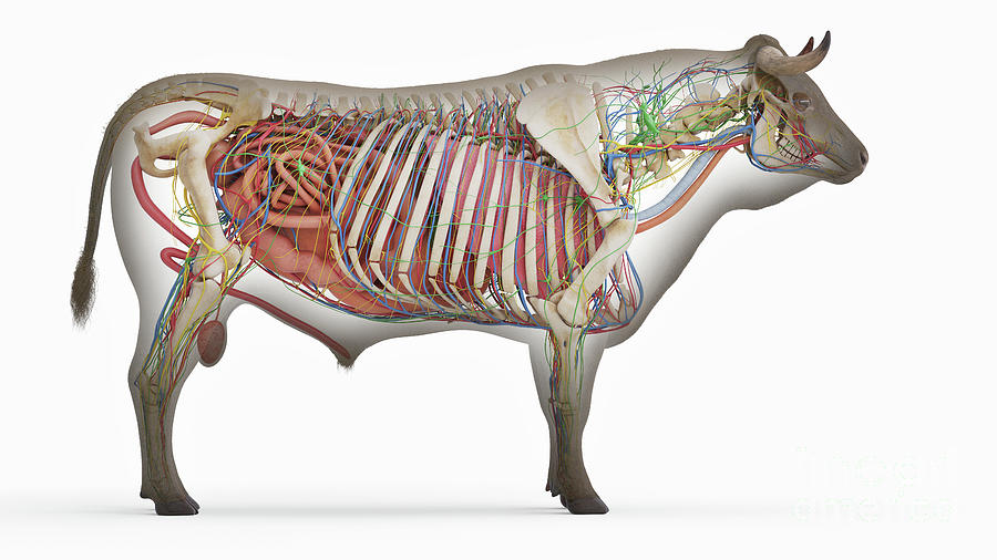 Cow Anatomy
