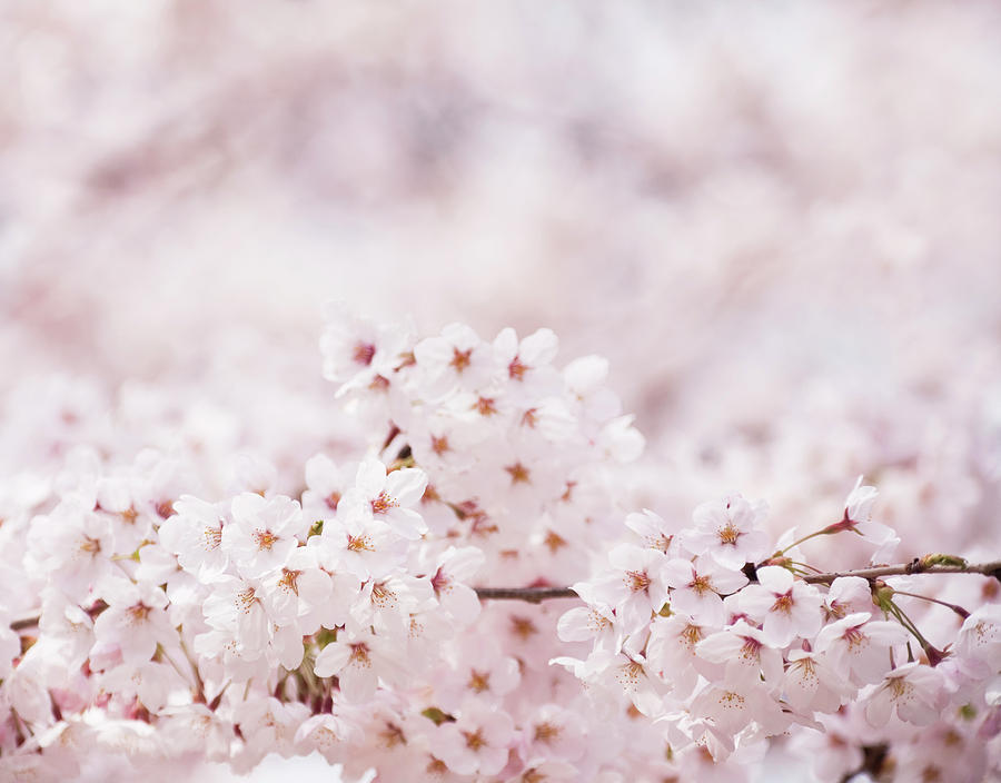 Cherry Blossoms Photograph by Ooyoo - Pixels