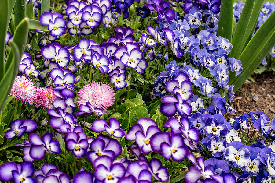 Purple and White Violas Photograph by Cameron Knudsen - Pixels