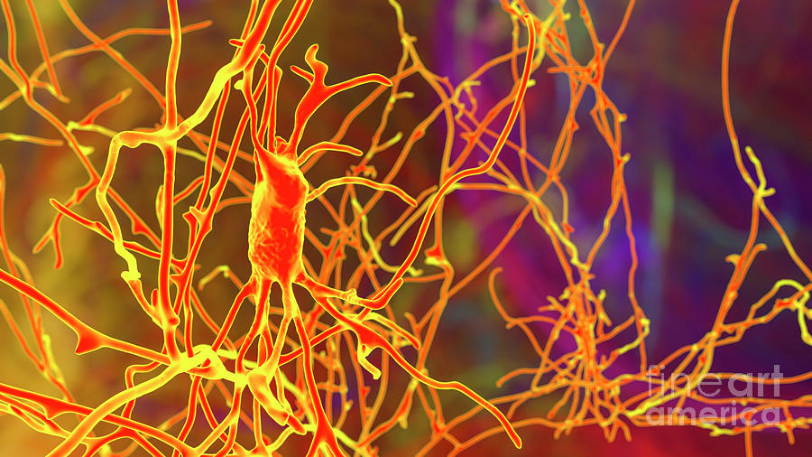 Human Brain Nerve Cells Photograph by Kateryna Kon/science Photo ...