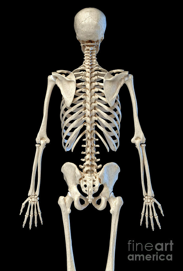 Human Skeleton #29 by Leonello Calvetti/science Photo Library