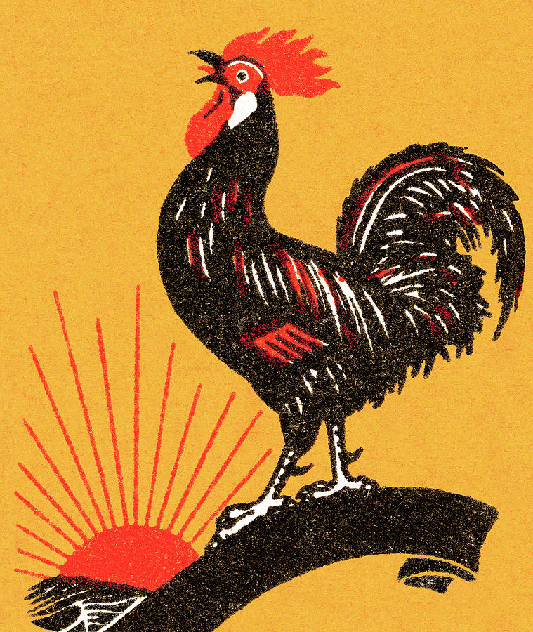 Chicken Drawing - Rooster #29 by CSA Images