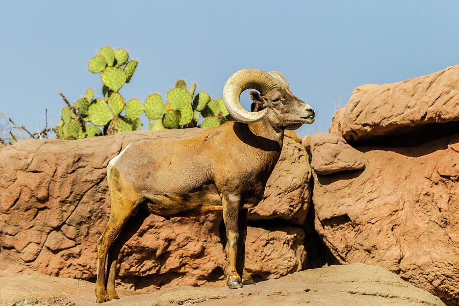 Arizona Photograph - Usa, Arizona, Sonoran Desert by Jaynes Gallery Arizona Photograph - Usa, Arizona, Sonoran Desert by Jaynes Gallery
