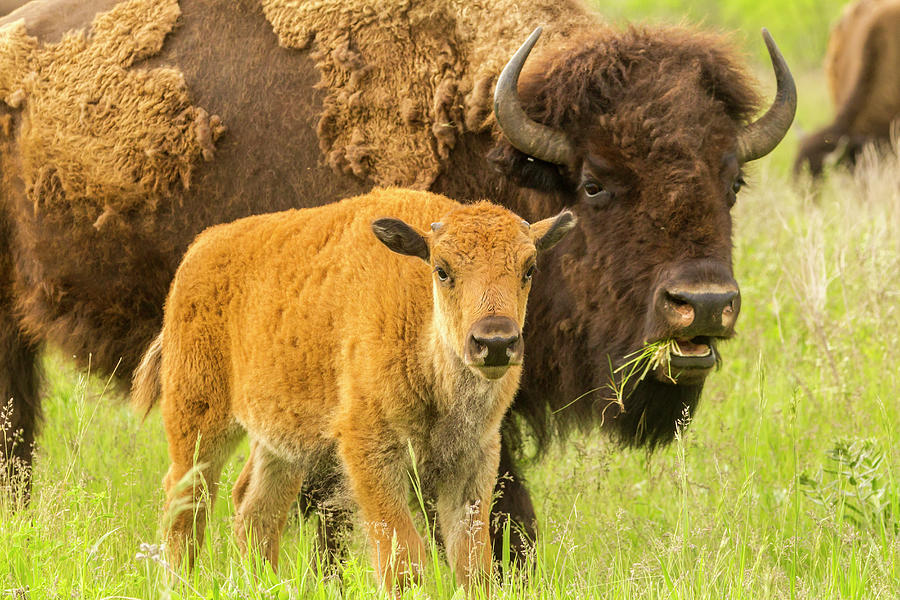 Bison Photograph - USA, South Dakota, Custer State Park #29 by Jaynes Gallery