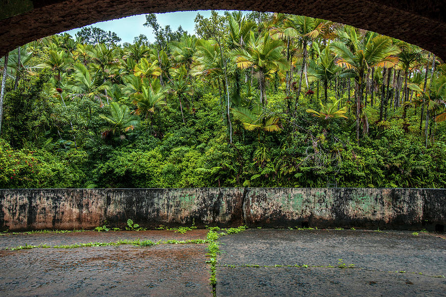 Yunque Natl Forest, Puerto Rico #29 Digital Art by Claudia Uripos
