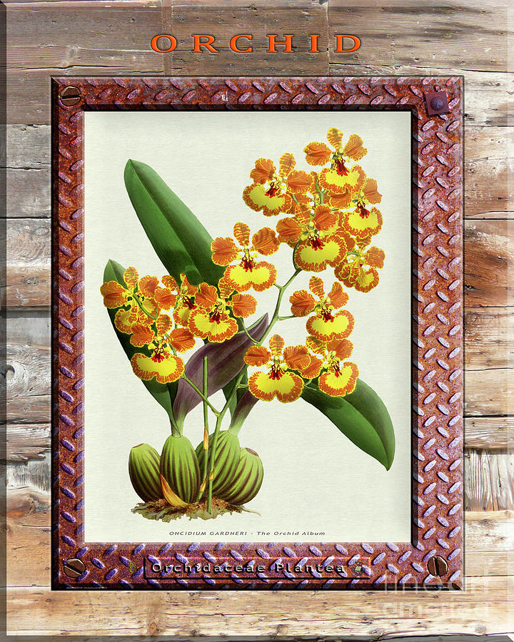 Vintage Drawing - Orchid Framed on Weathered Plank and Rusty Metal by Baptiste Posters
