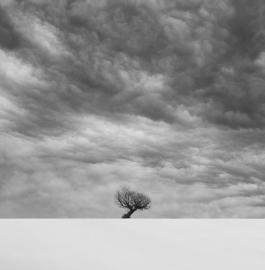 Tree Photograph -  #3 by Mostafa Nodeh