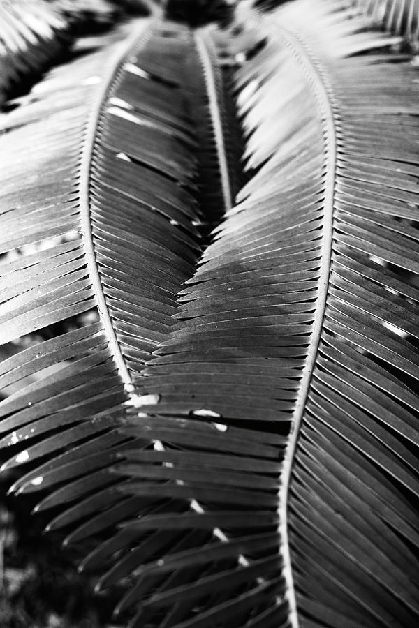 2 Plant Fronds Forming A Heart #3 Digital Art by Laura Diez