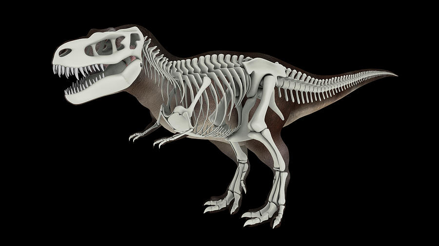 3d Illustration Of Tyrannosaurus Rex Photograph by Stocktrek Images