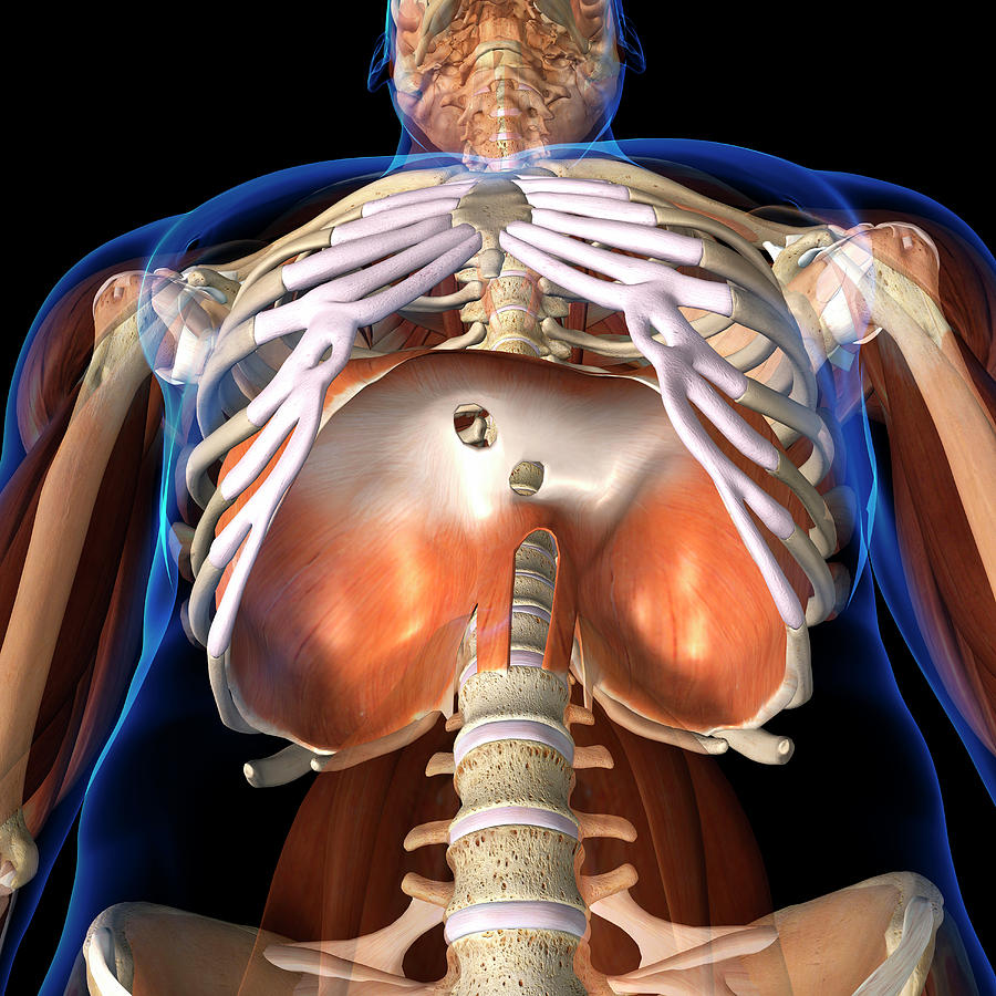 3d Rendering Of Human Diaphragm Photograph by Hank Grebe
