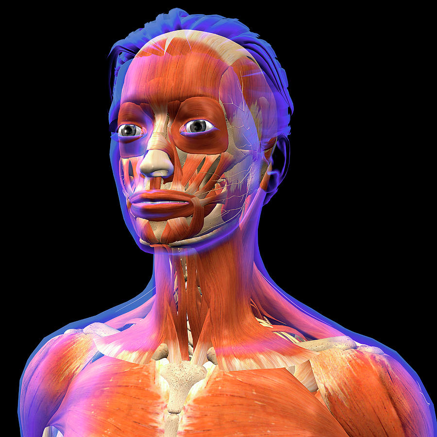 3d Rendering Of The Facial Muscles Photograph by Hank Grebe
