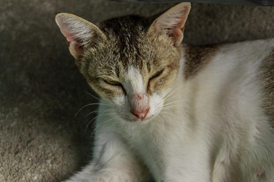 Cat Photograph - A Beautiful Female Cat #3 by Mangge Totok