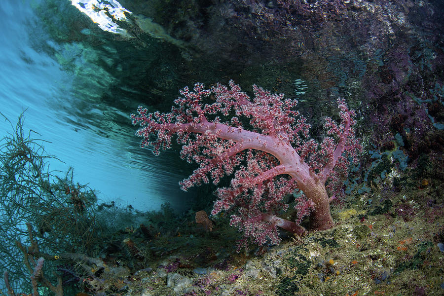 A Beautiful Soft Coral Grows Amid #3 Photograph by Ethan Daniels