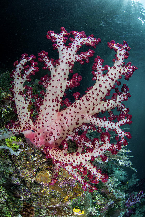 A Brightly Colored Soft Coral Adorns #3 Photograph by Ethan Daniels