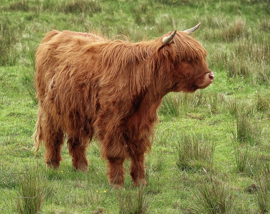 A Highland Cow Photograph by Dave Mills - Fine Art America