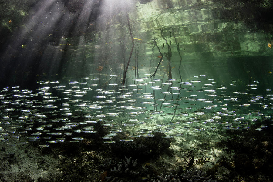 A Large School Of Slender Silversides #3 Photograph by Ethan Daniels