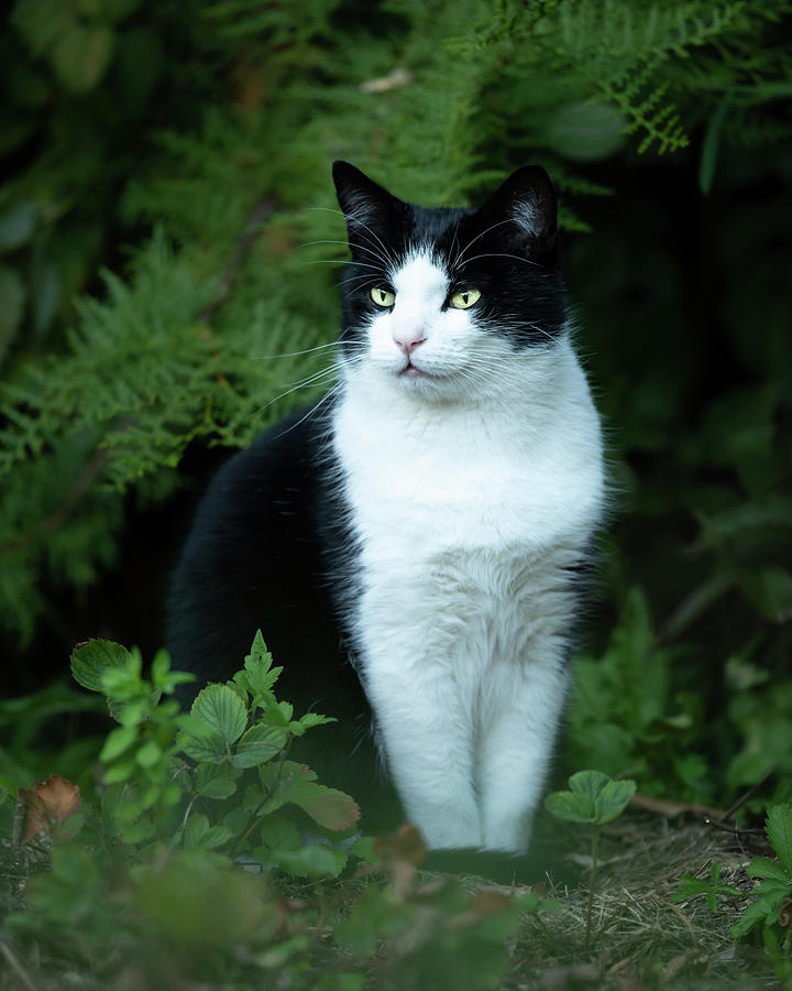 A male black and white colored cat Photograph by Stefan Rotter - Pixels