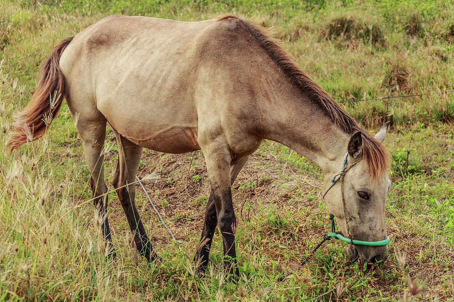 Horse Photograph - A Mother Horse #3 by Mangge Totok