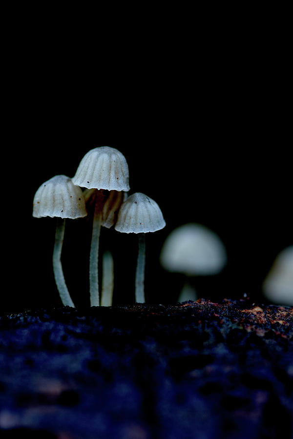 Mushroom Photograph - A Mushroom Forest Outdoor Macro Photgraphy #3 by Cavan Images