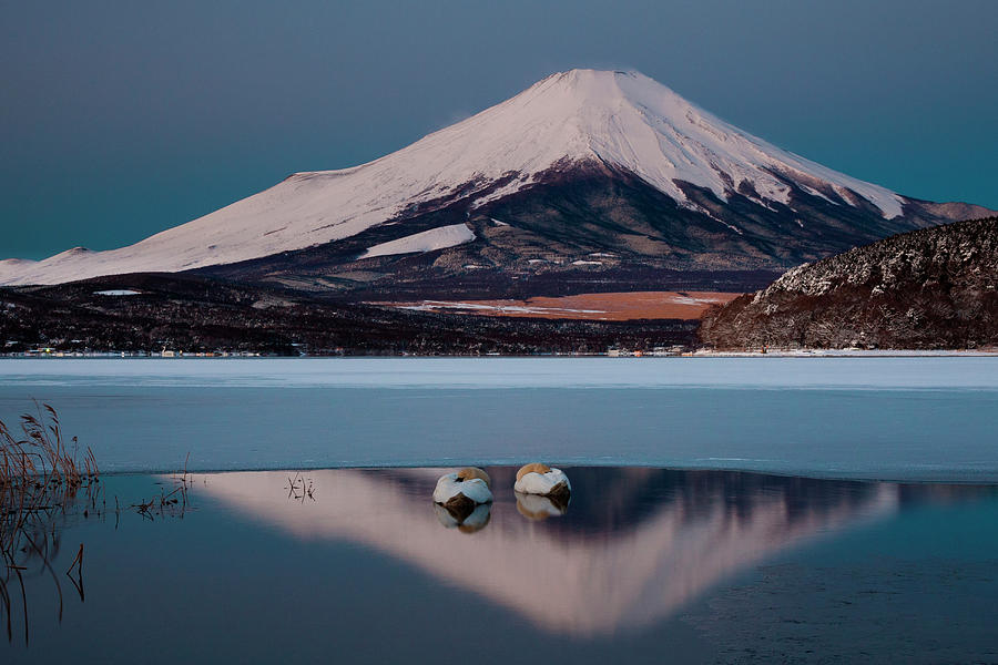 A Pair Of Mute Swans In Lake Kawaguchi #3 Photograph by Mint Images/ Art Wolfe