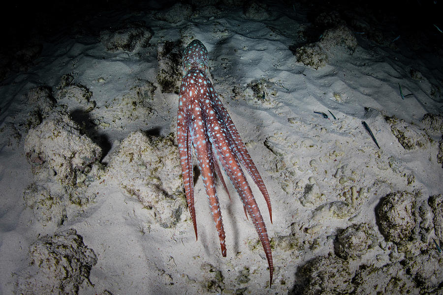 A Starry Night Octopus, Callistoctopus #3 Photograph by Ethan Daniels