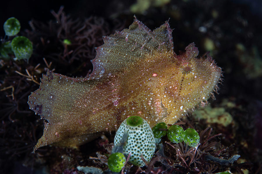 A Well-camouflaged Leaf Scorpionfish #3 Photograph by Ethan Daniels